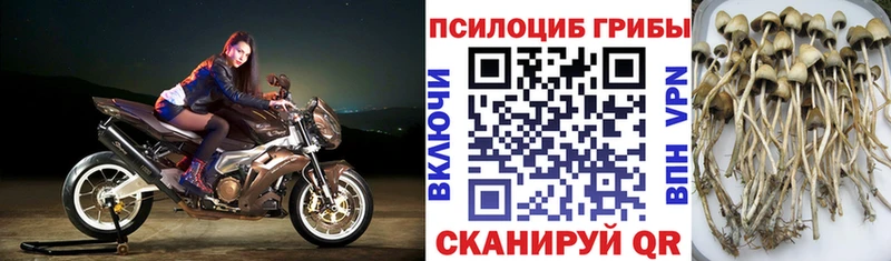 наркошоп  Чердынь  Псилоцибиновые грибы мухоморы 